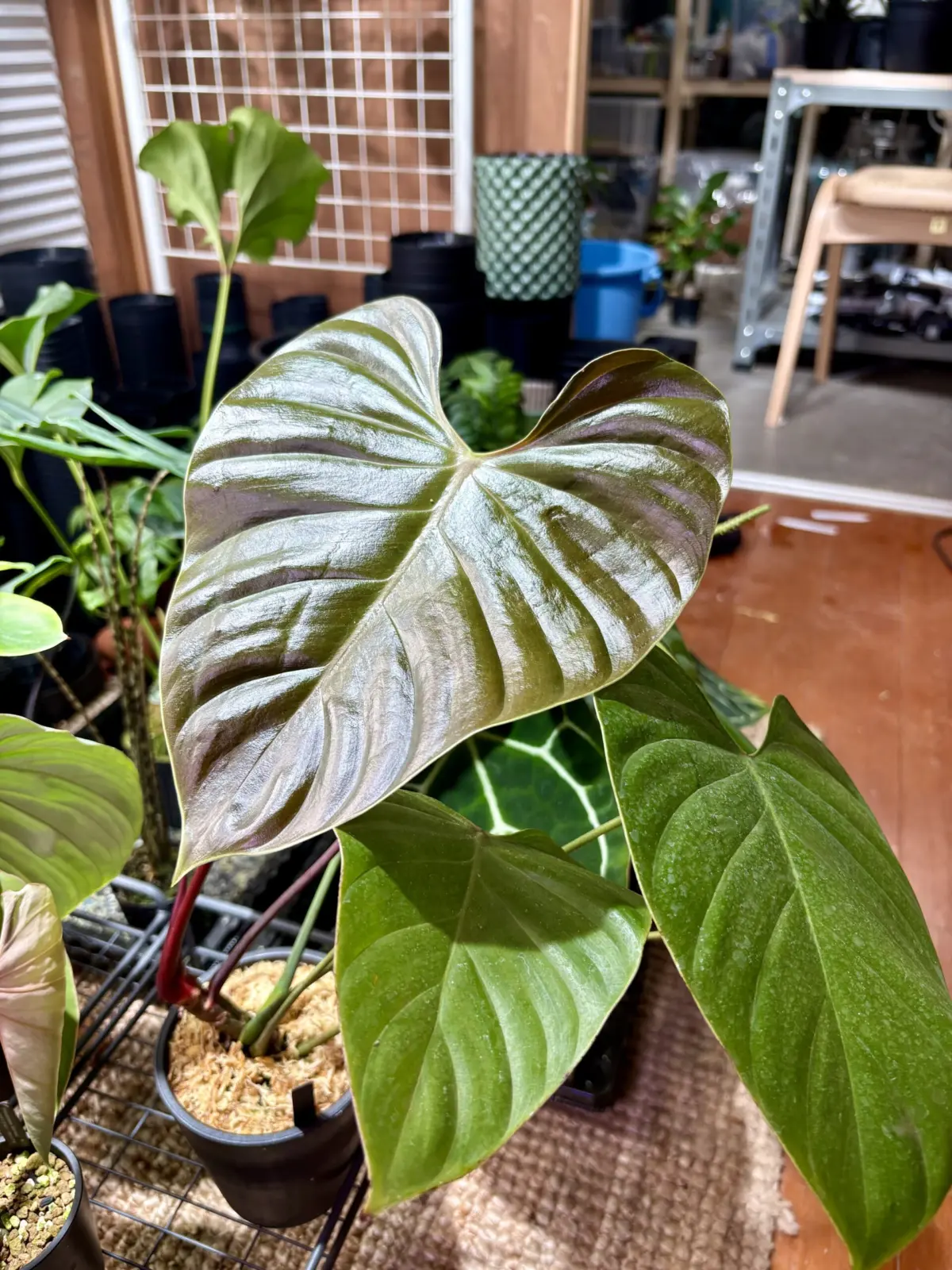 フィロデンドロン　リナミー