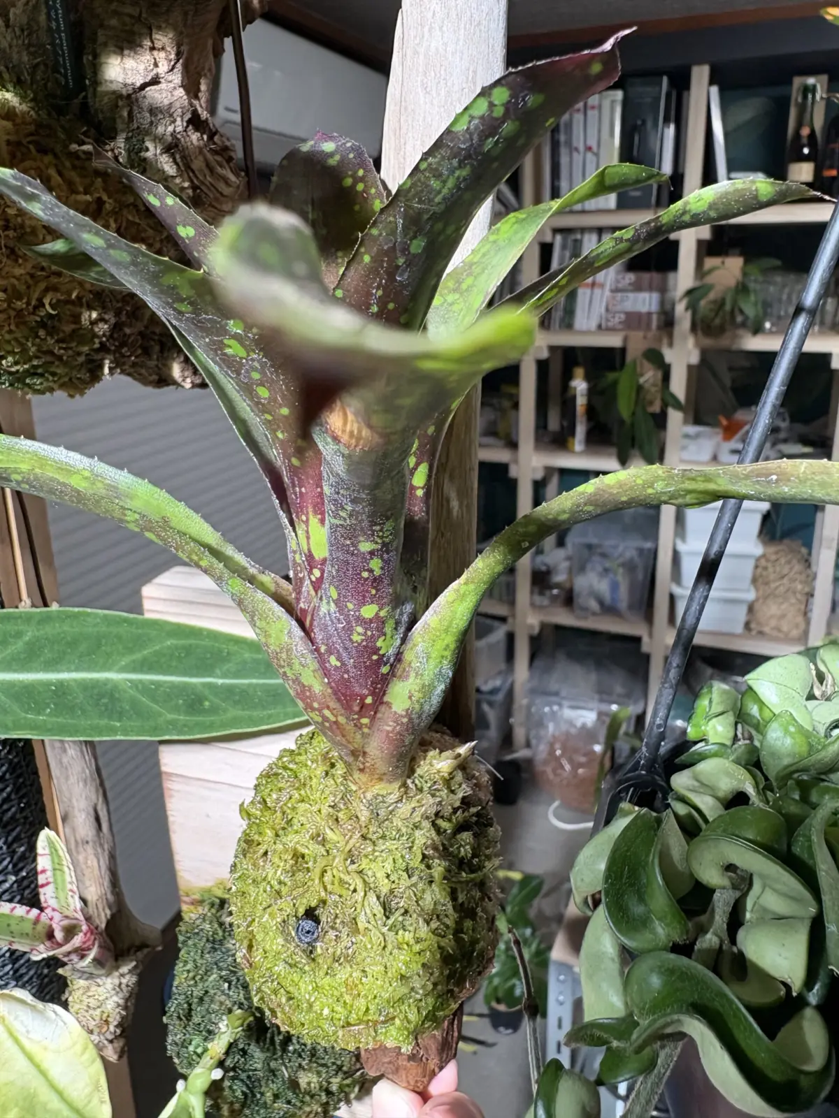 ネオレゲリア　ドミノ