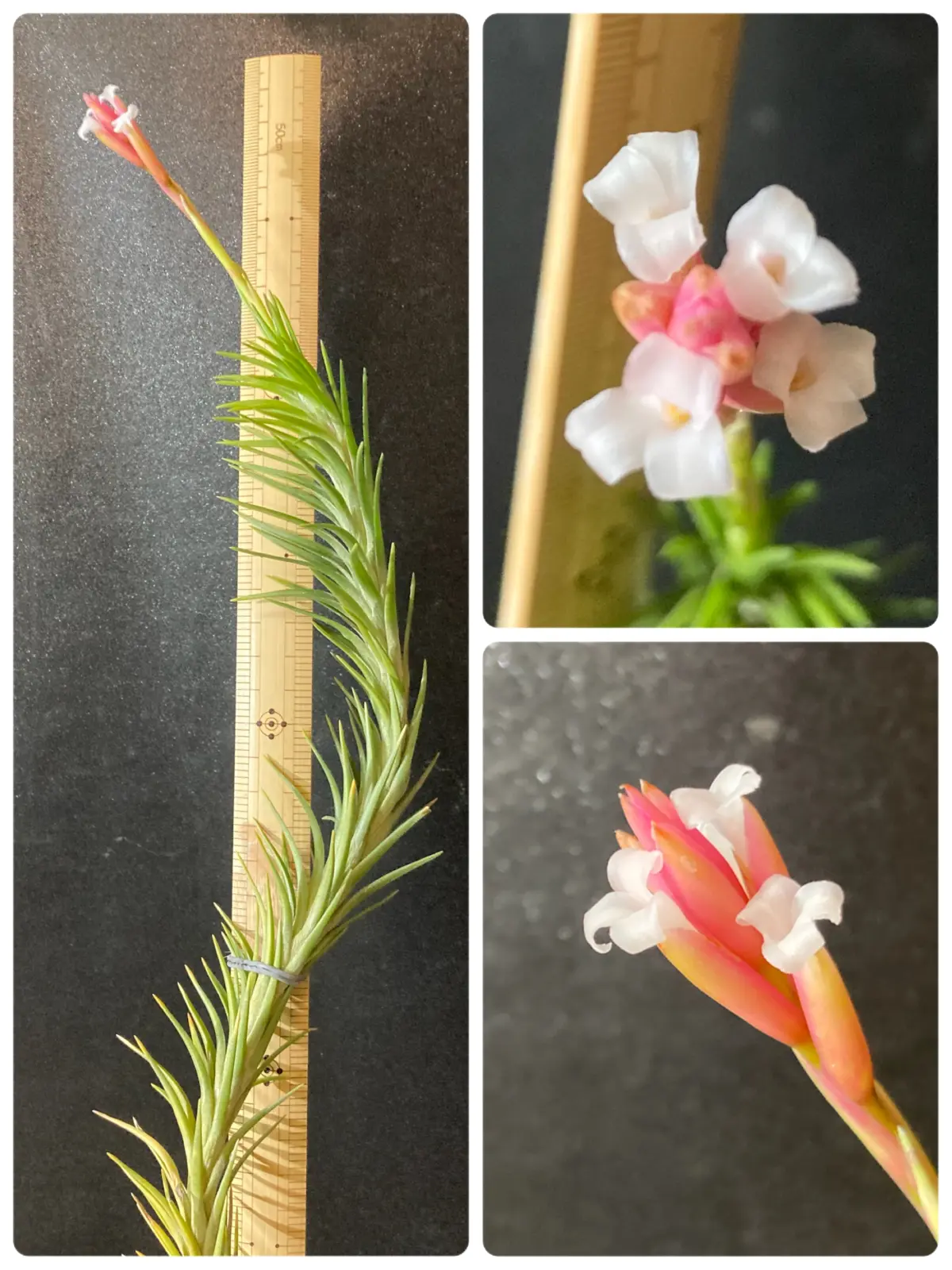 ティランジア アラウジェイ 花