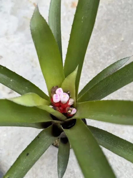 エクメア ブルートゥース 花