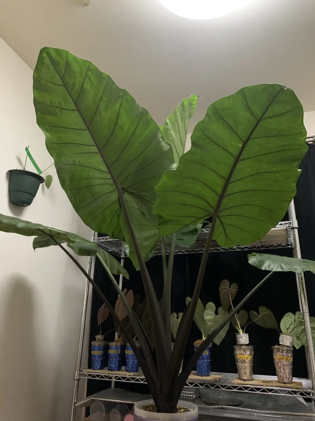 アロカシア　ブラックステム