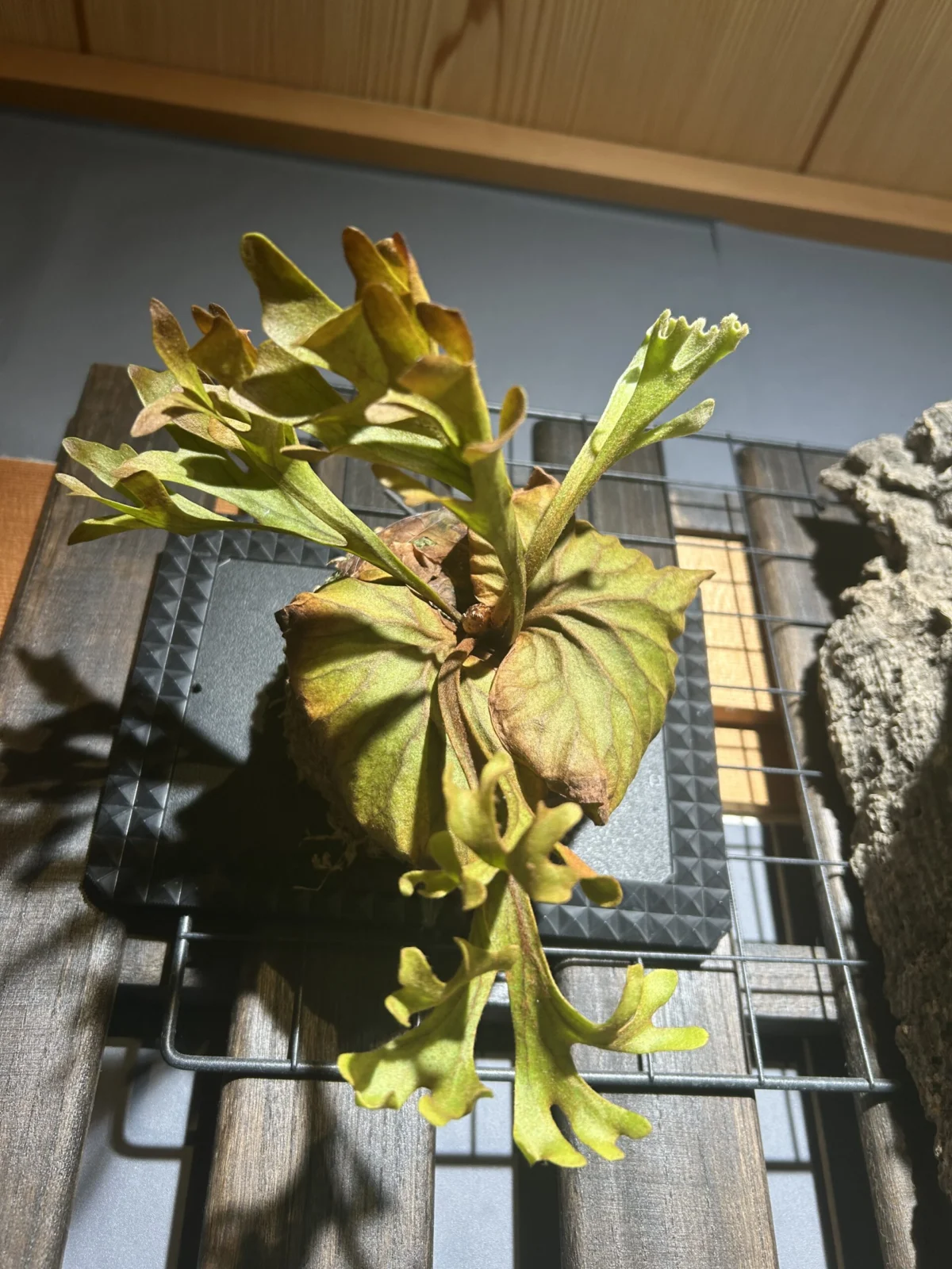 ビカクシダ リドレイ