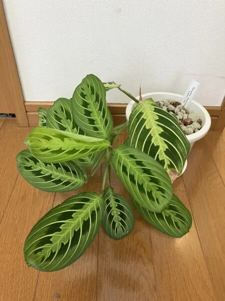 マランタ　レモンライム