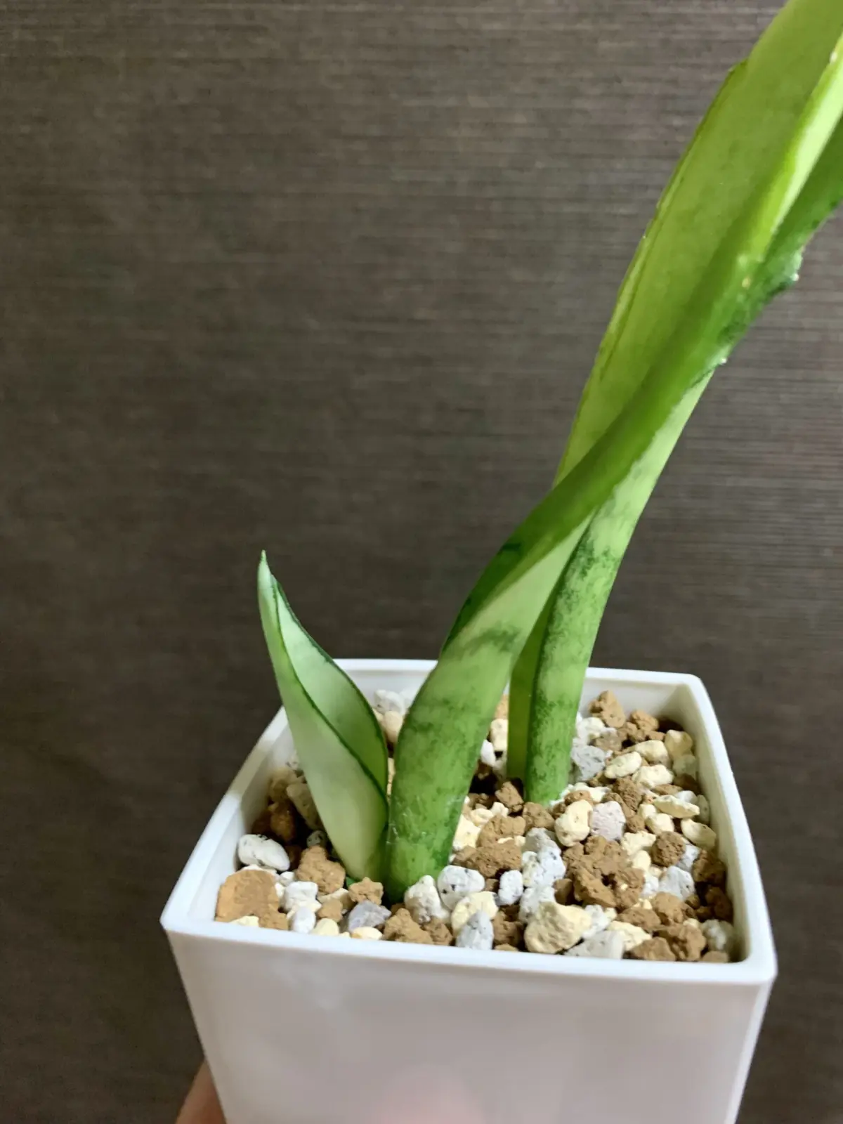 サンスベリア シルバーハニー 復活③