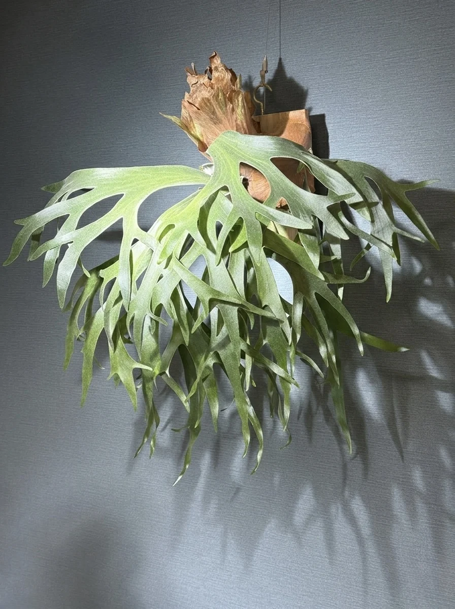 ビカクシダ 札落ち