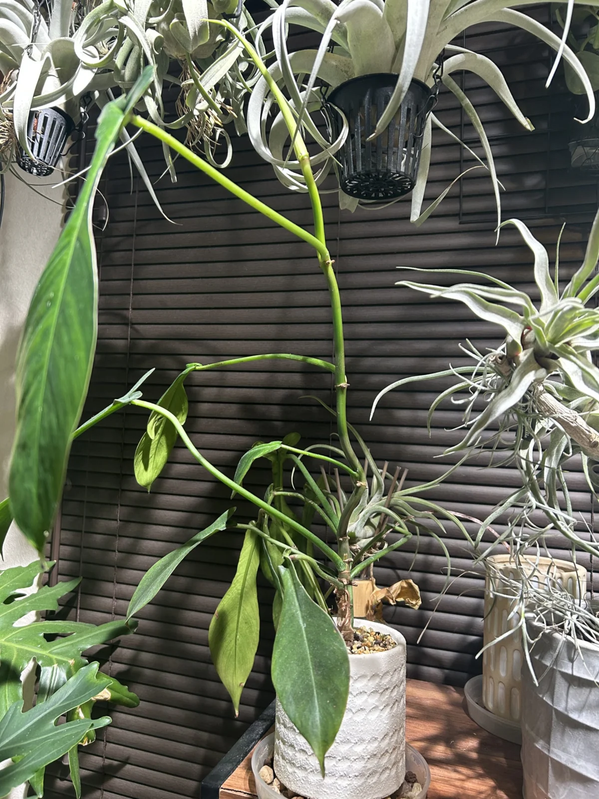 フィロデンドロン ジョーピー