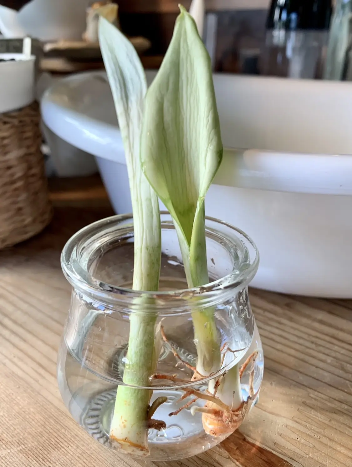 サンスベリア シルバーハニー 復活②