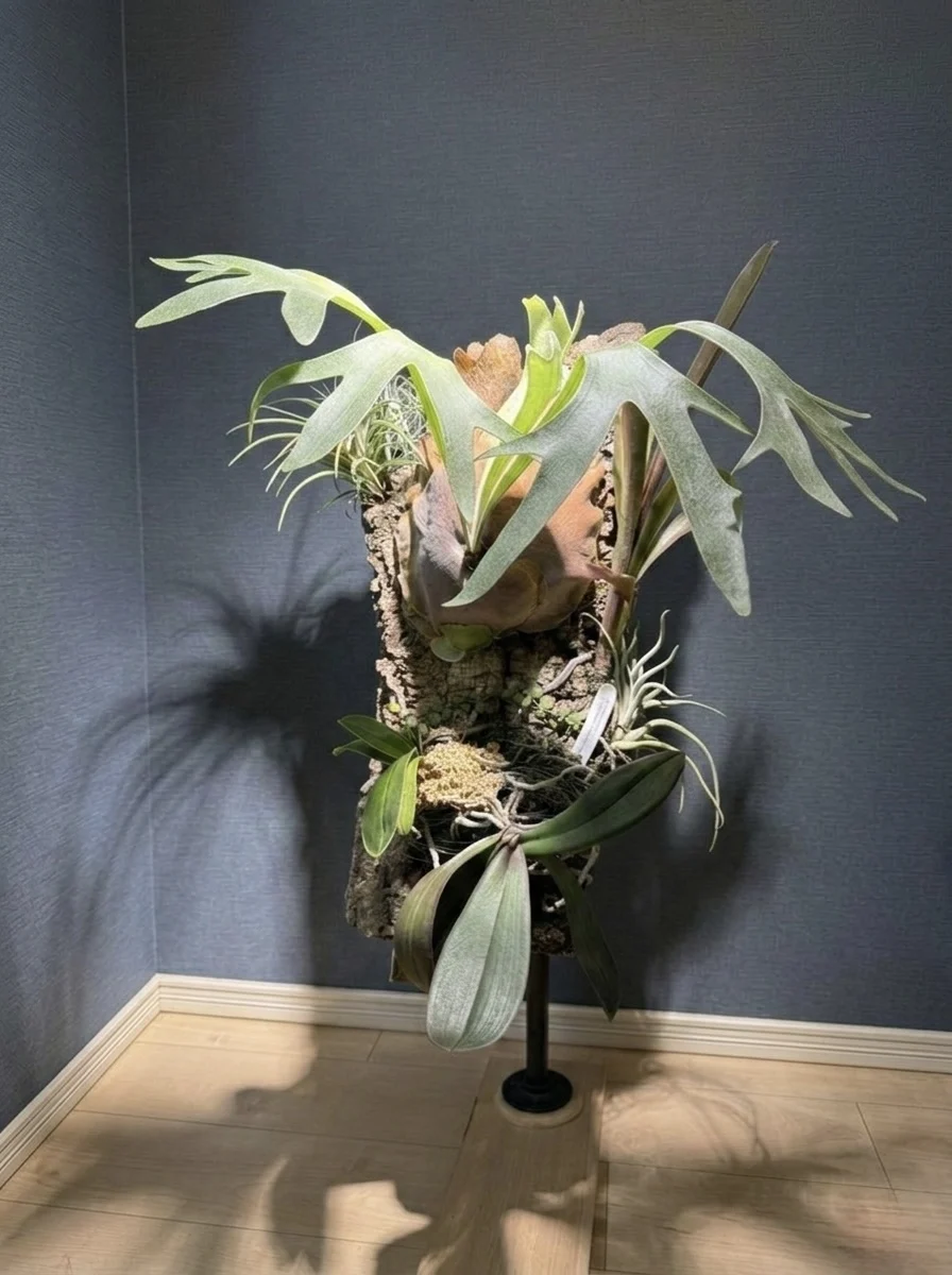 ビカクシダ 札落ち