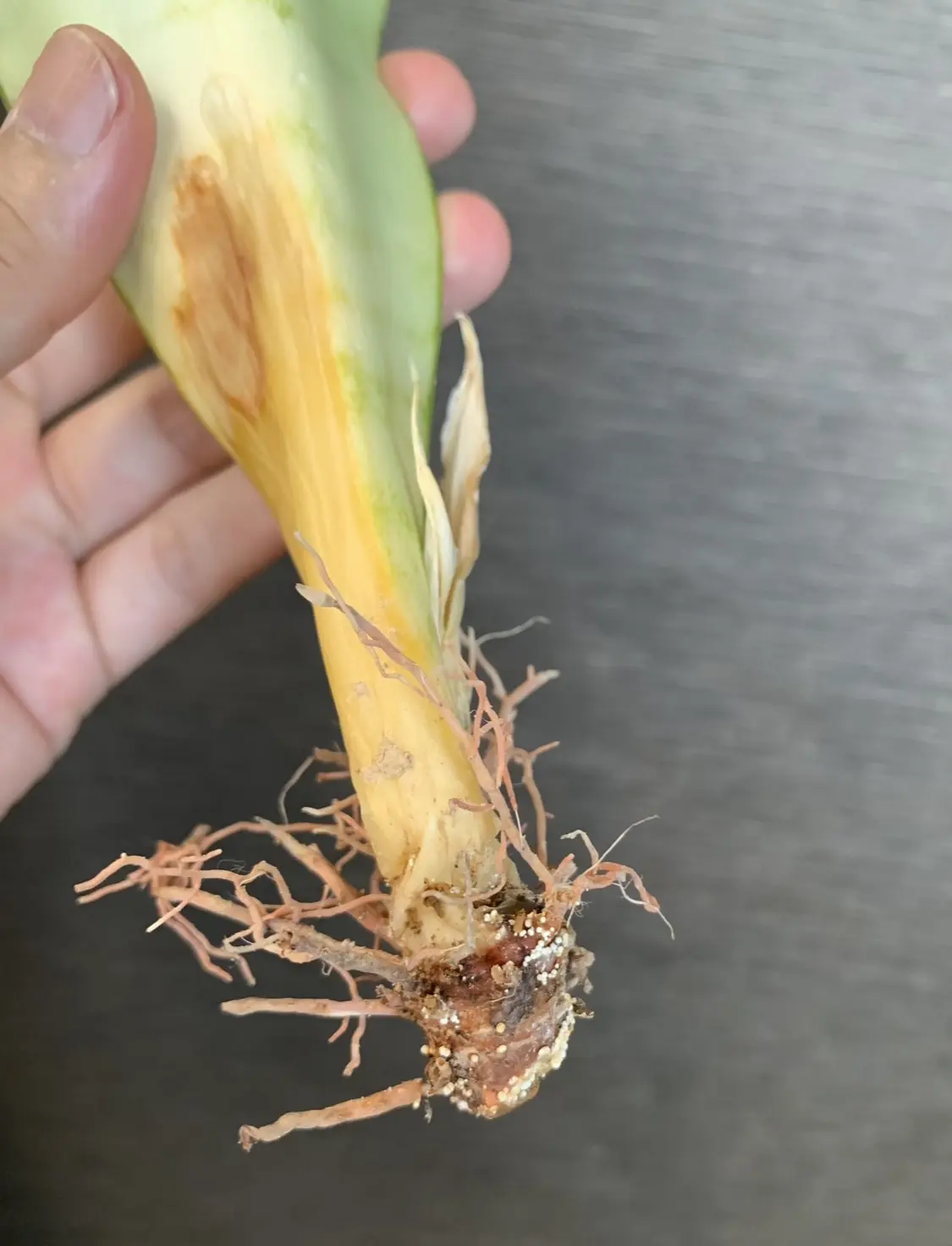 サンスベリア シルバーハニー 復活①