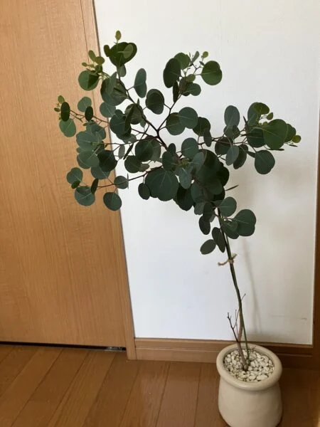 ユーカリ ポポラス