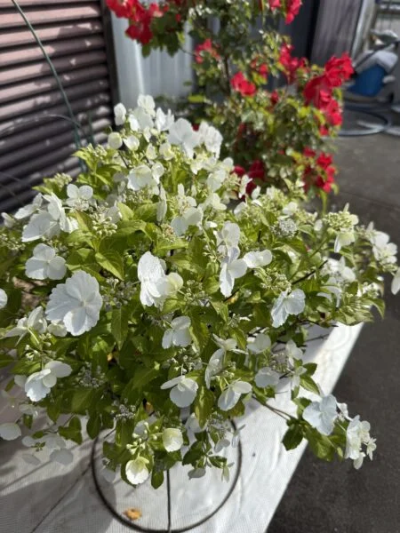 紫陽花　ラグランジアブライダルシャワー　pw