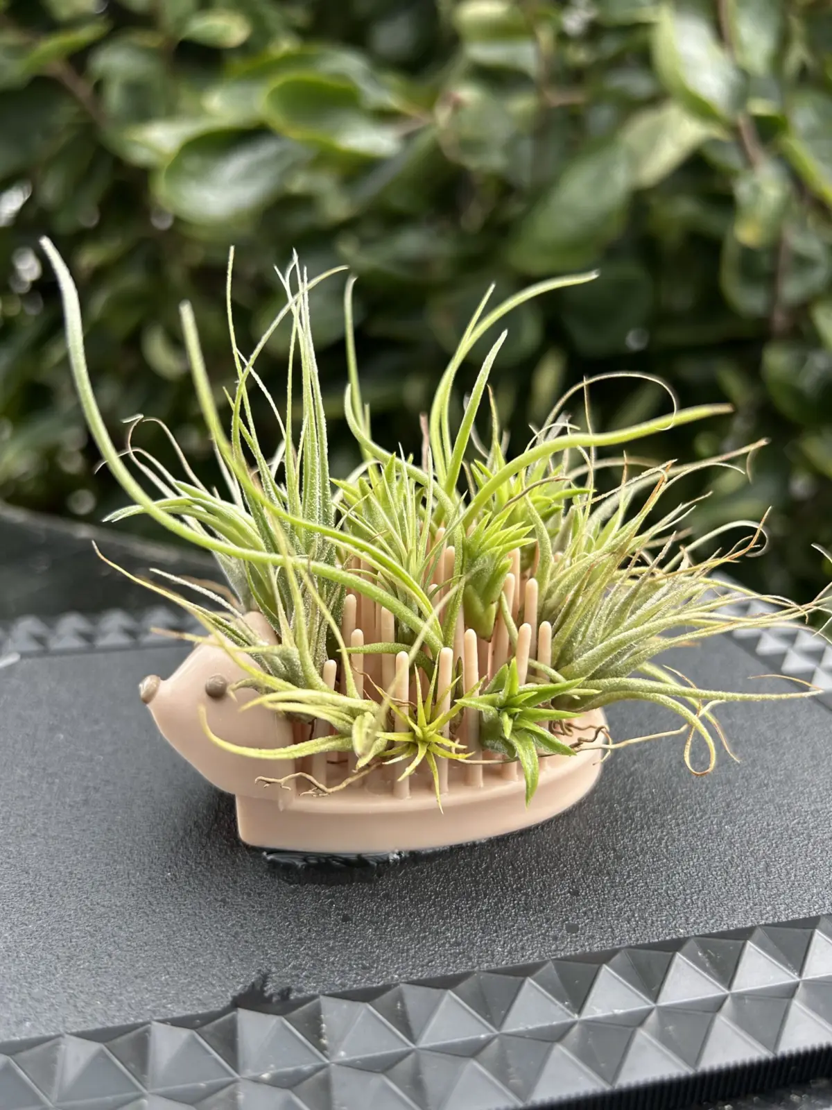 ティランジア　子株