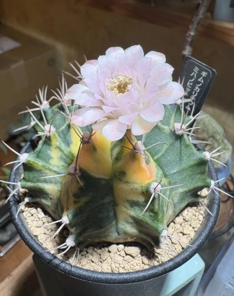 ギムノカリキウム ミハノビッチ バリエガータ 花 サボテン