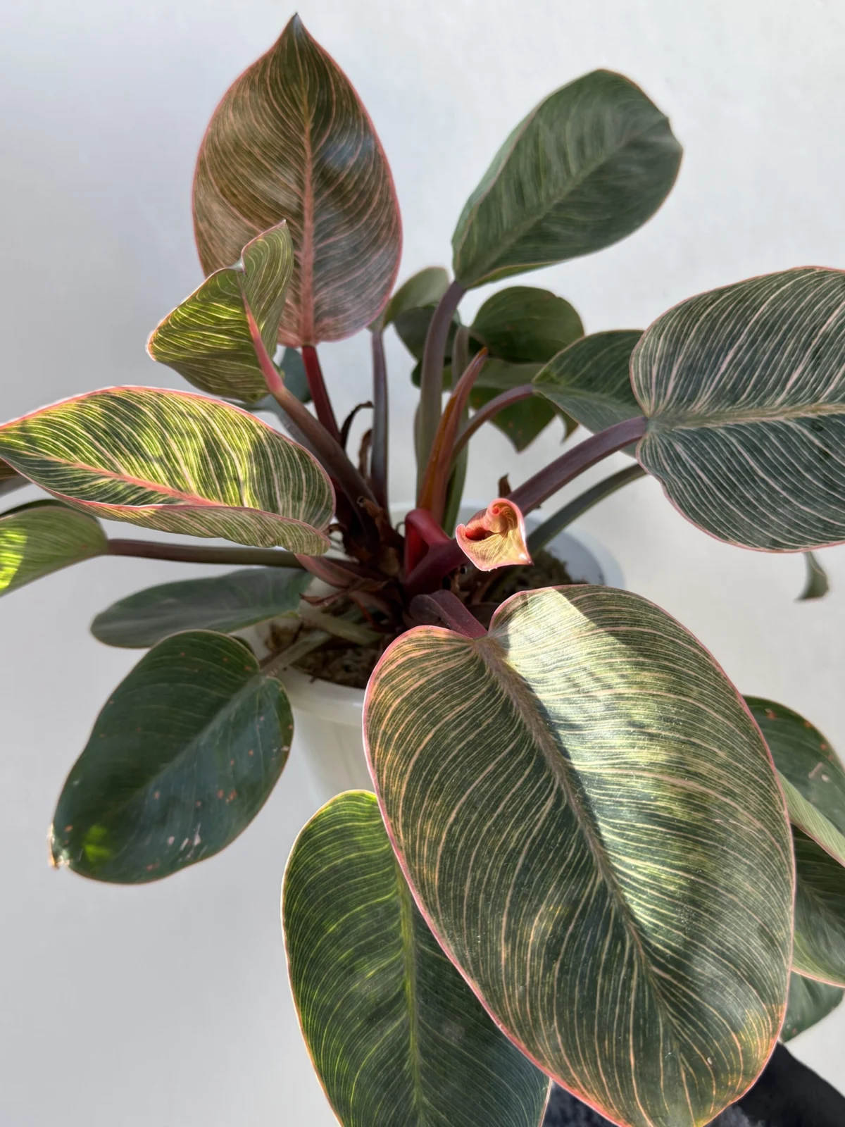 フィロデンドロン ピンクバーキン