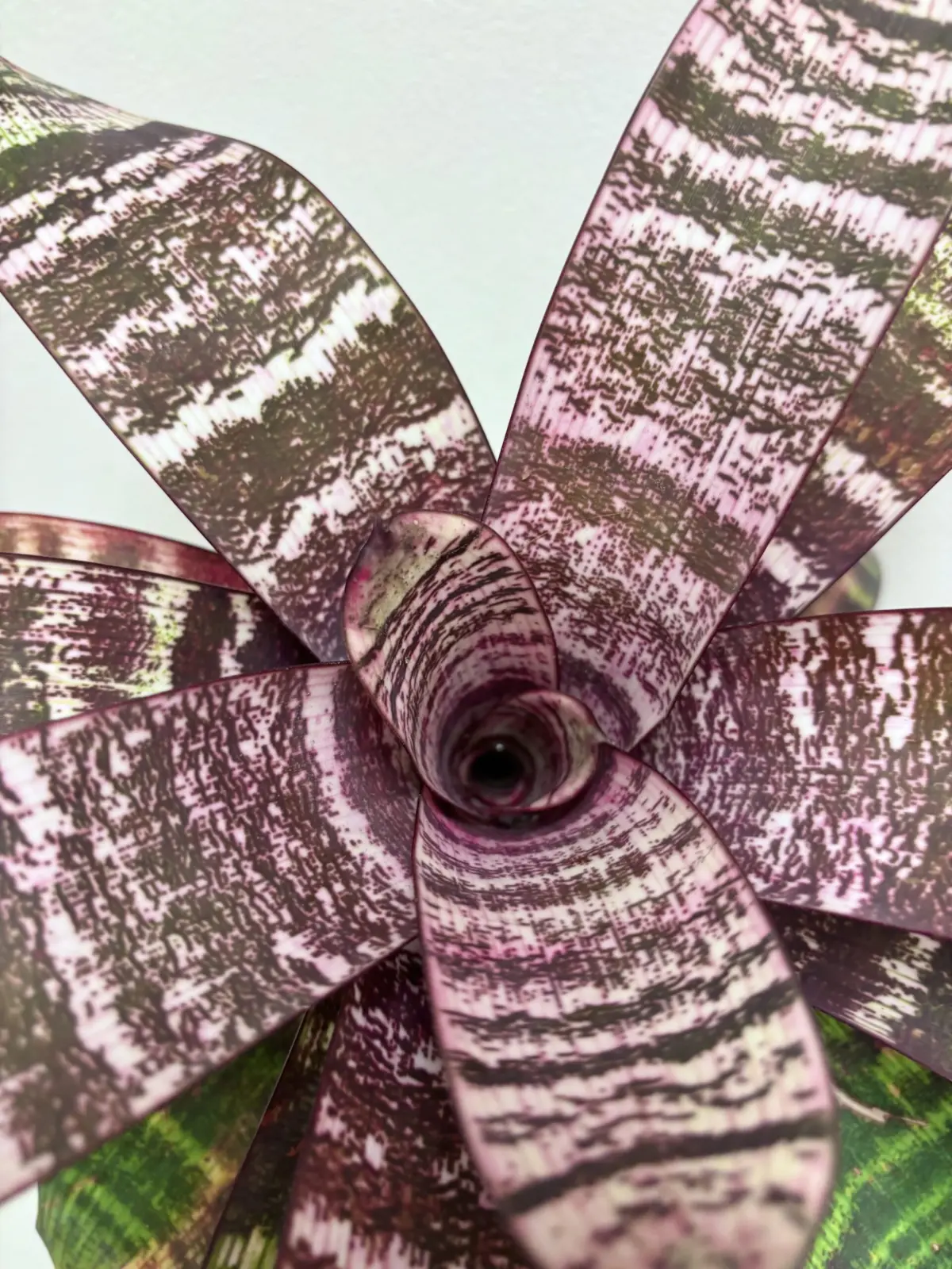 フリーセア　レッドチェスナット