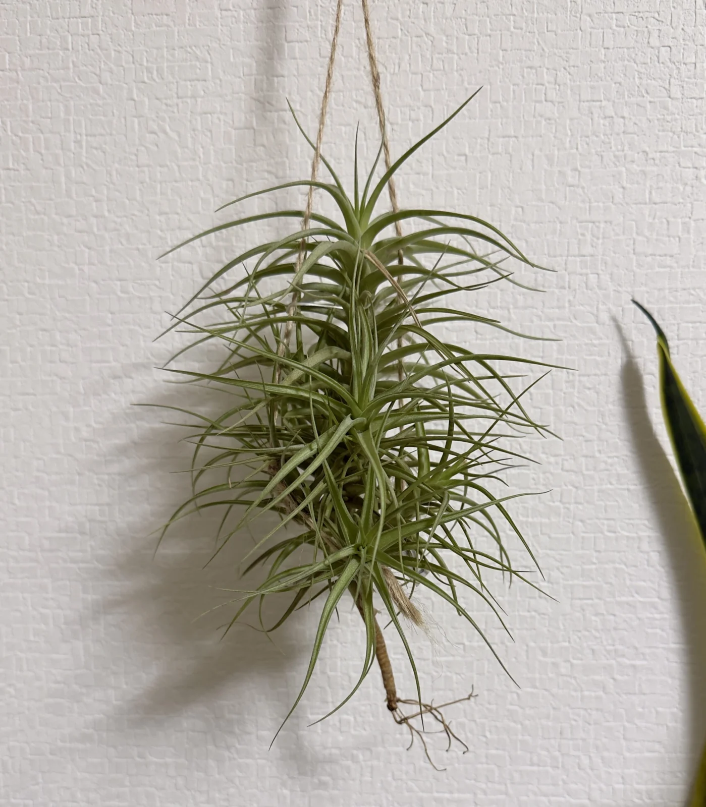 ティランジア 札落ち ベルゲリ