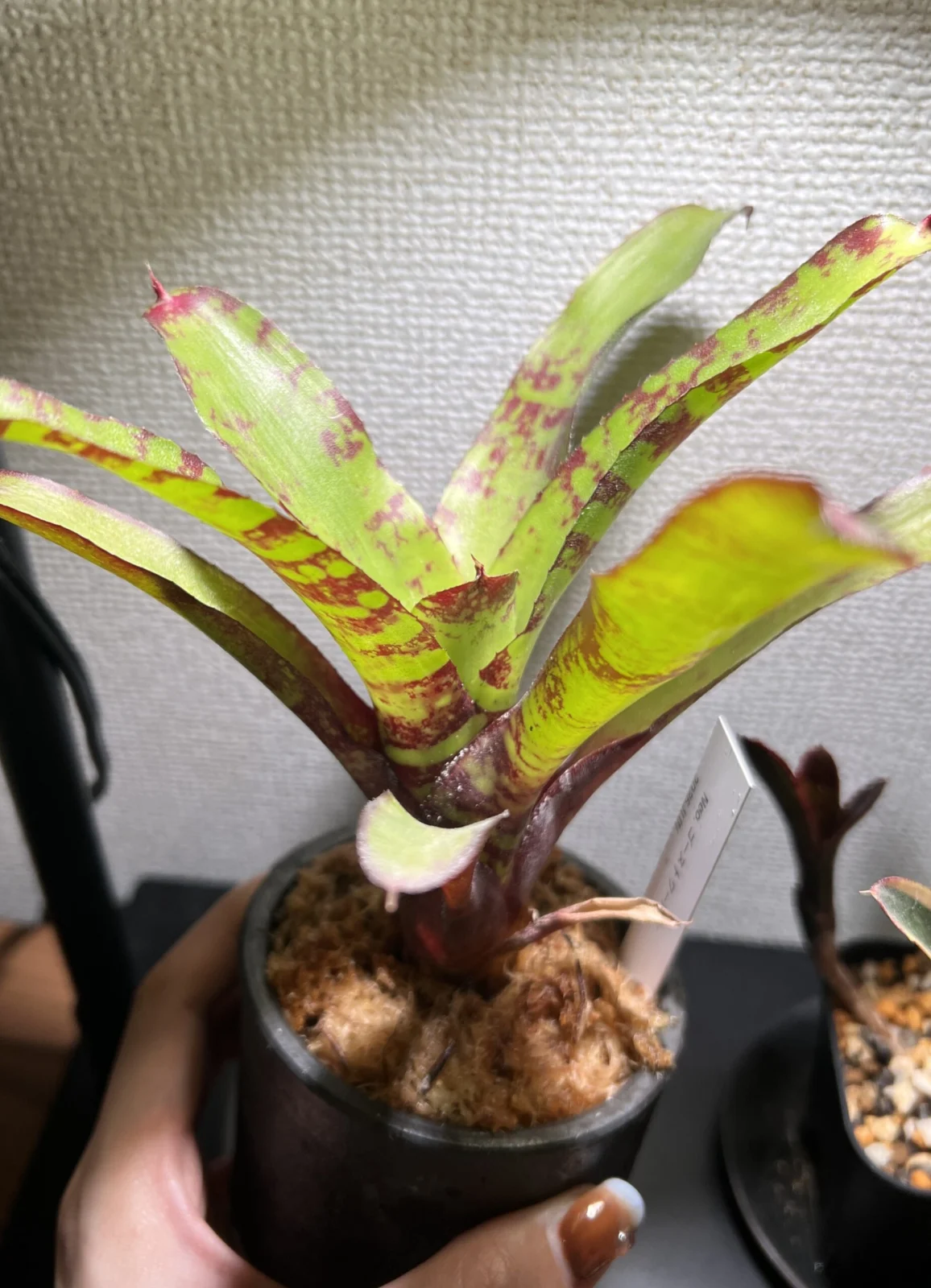 ネオレゲリア　ゴーストワールド