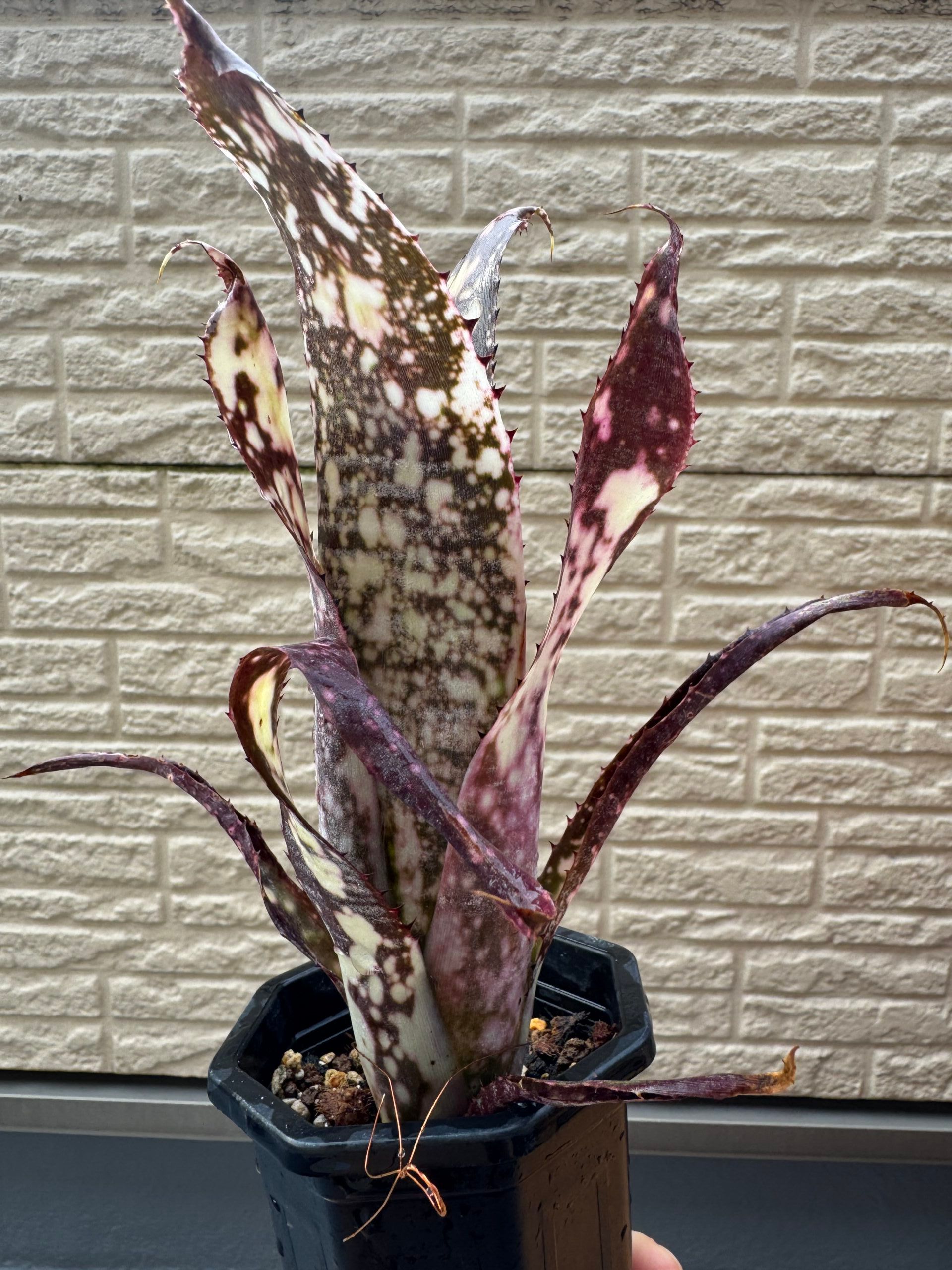 ビルベルギア　エフカイ