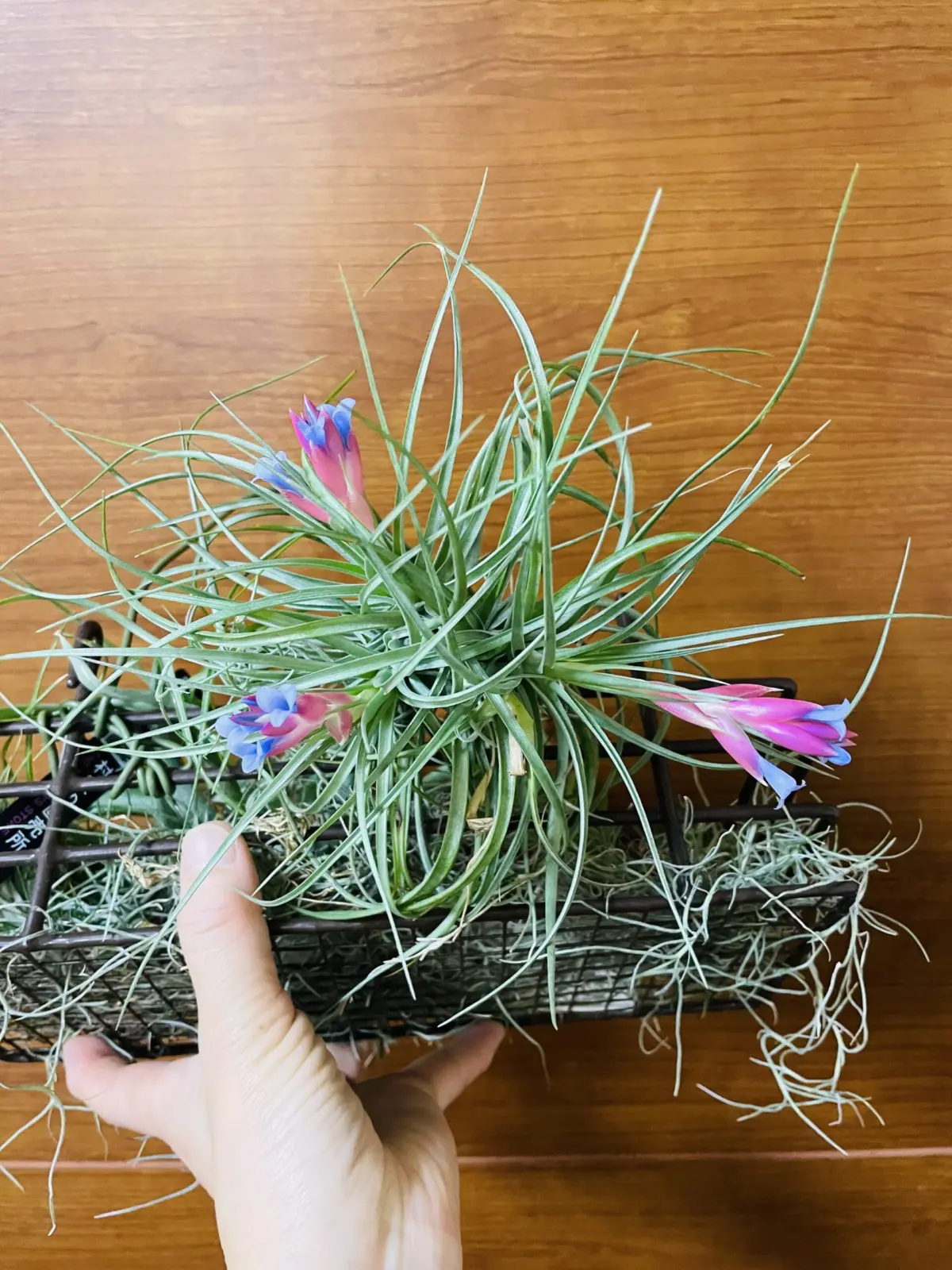 ティランジア　ストリクタ？　開花