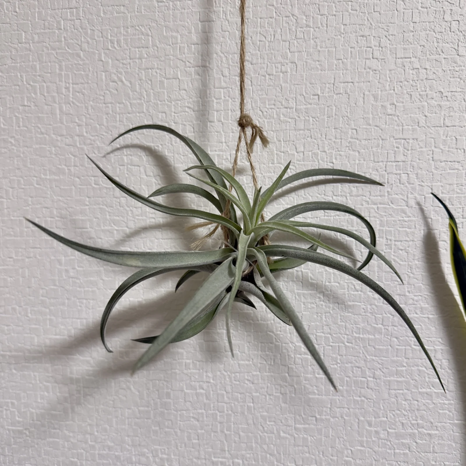 ティランジア ハリシー