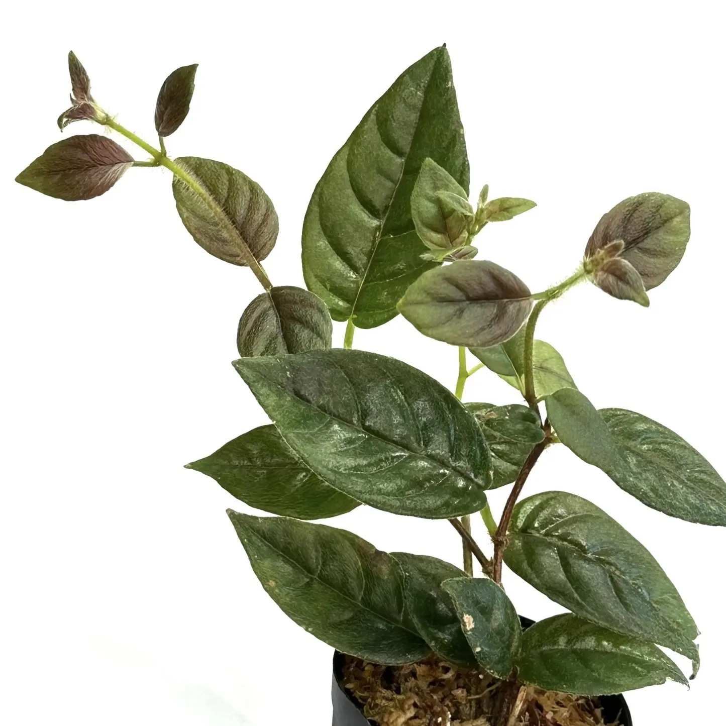 コルムネア　ミノール　タイプ2