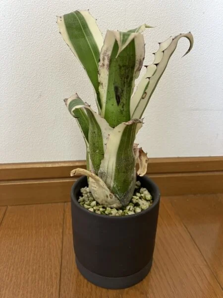 ホヘンベルギア　カーラ