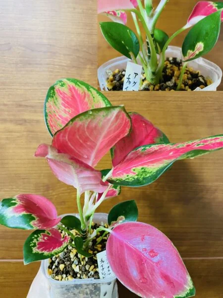 アグラオネマ　チャイナレッド　新芽
