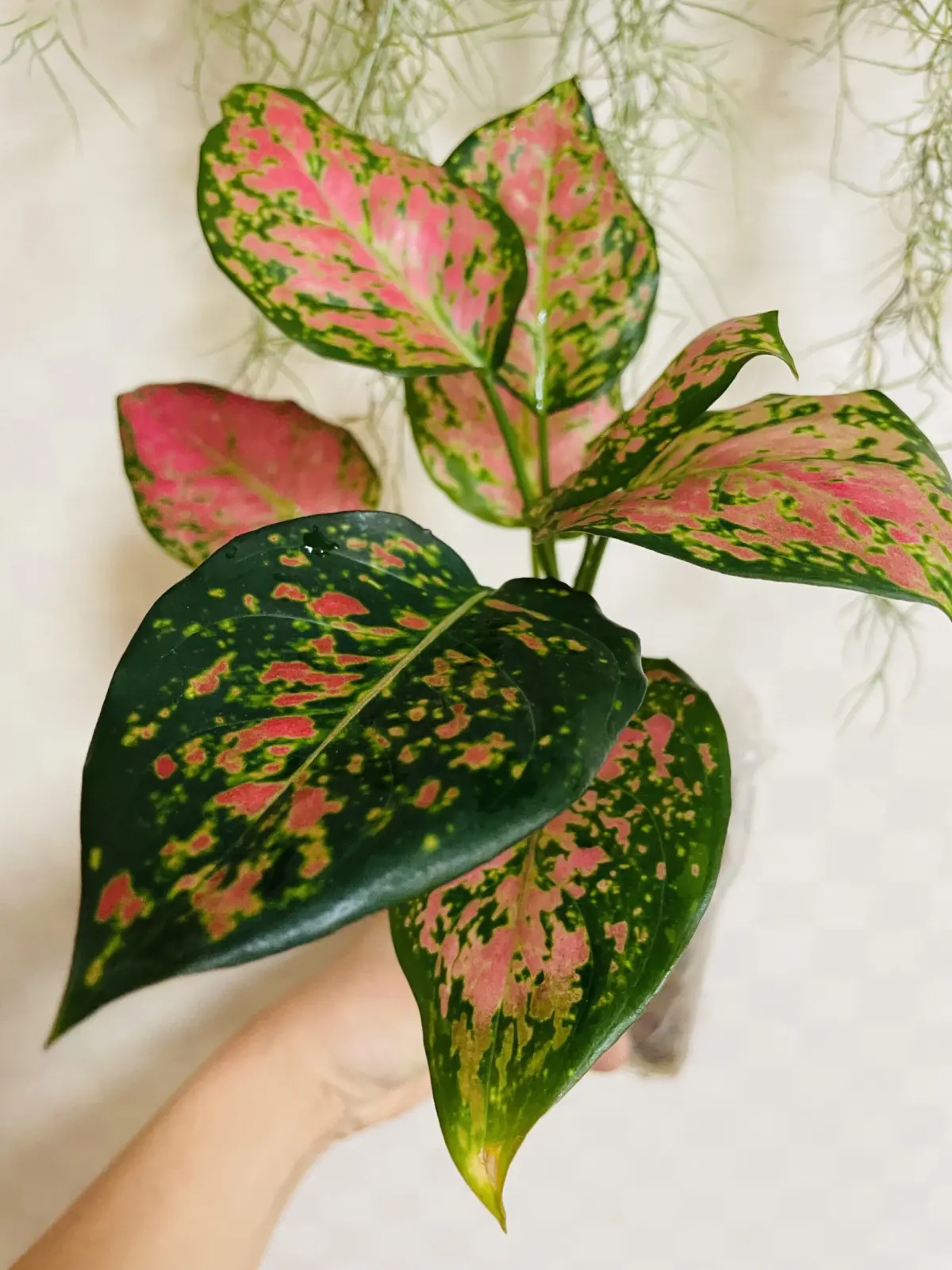 アグラオネマ 100均