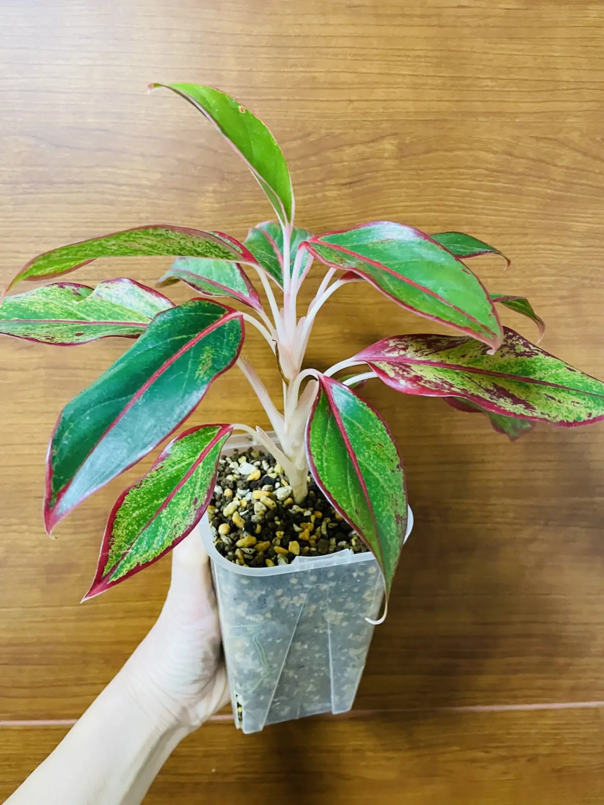 アグラオネマ レッドゴールド? 100均