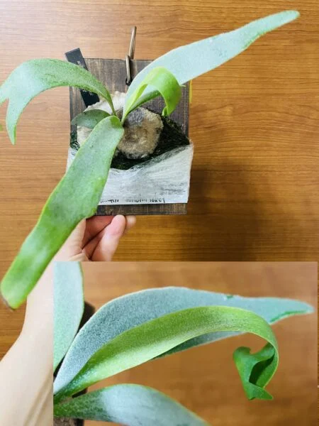 ビカクシダ　ウィリンキー×ベイチー