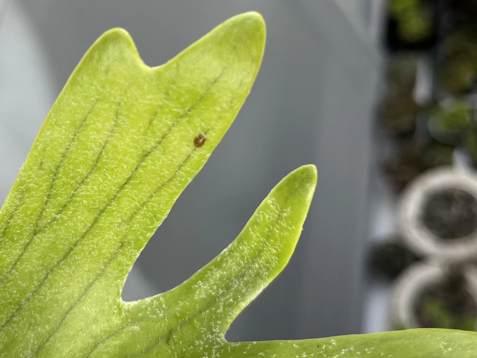 ビカクシダ ヒラタカタカイガラムシ 害虫