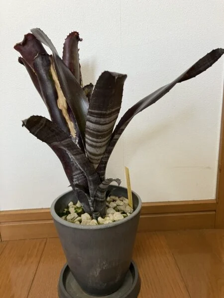 ビルベルギア　スモークスタック