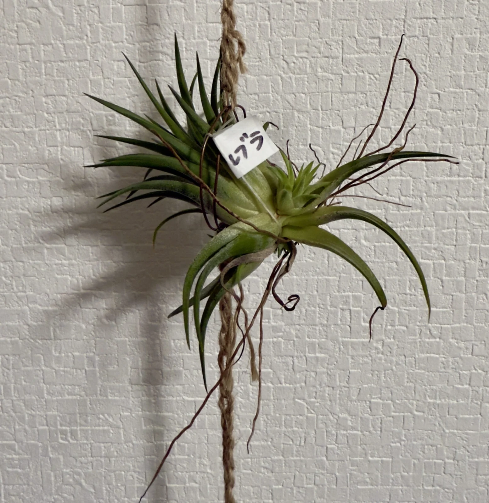 ティランジア イオナンタ ルブラ