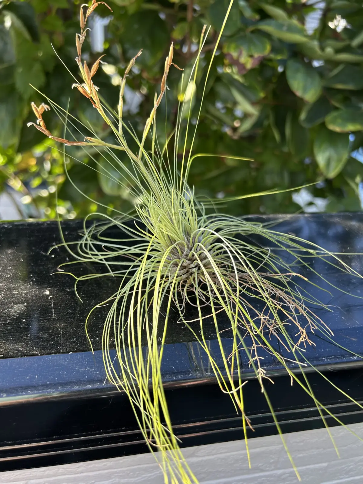 ティランジア　フィラフォリア