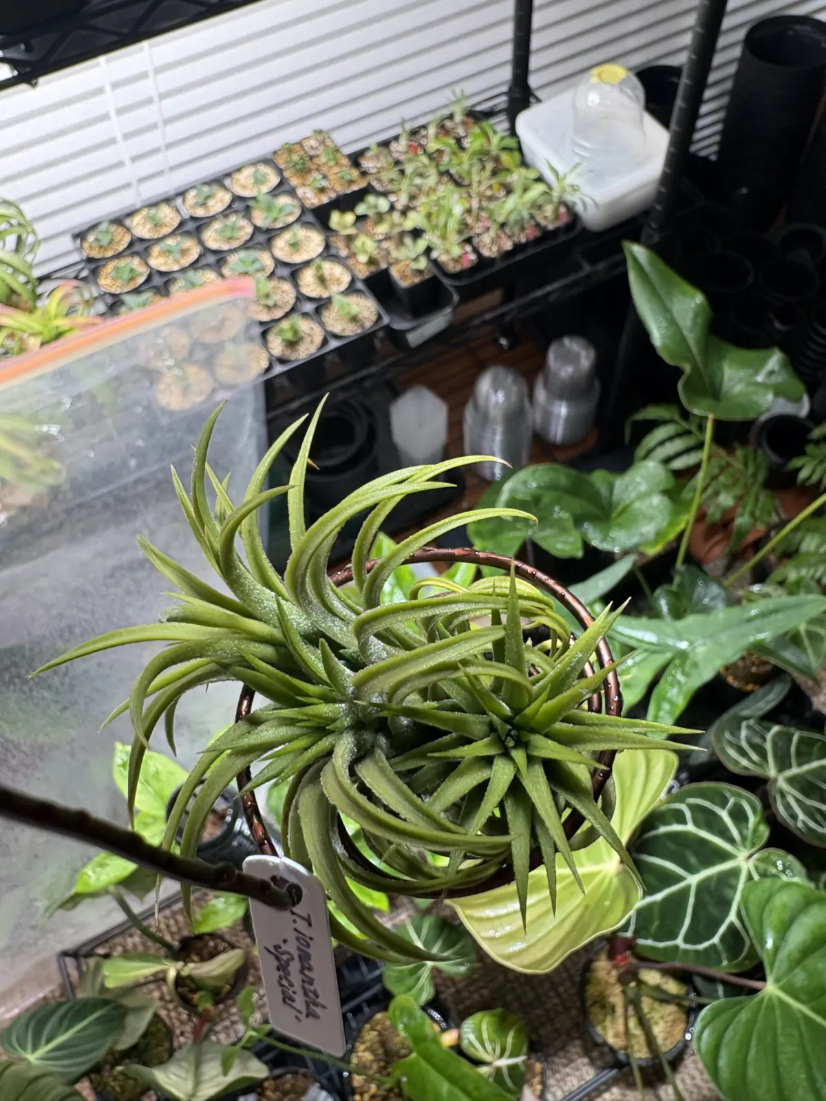 ティランジア　イオナンタ　スペシャル