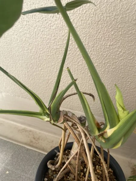 モンステラ　デリシオーサ