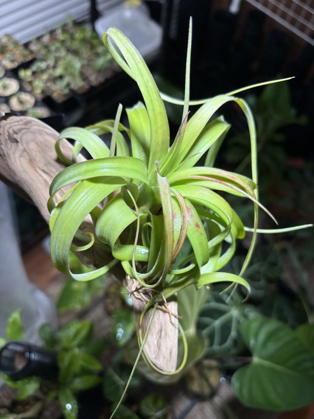 ティランジア　エリックノブロック