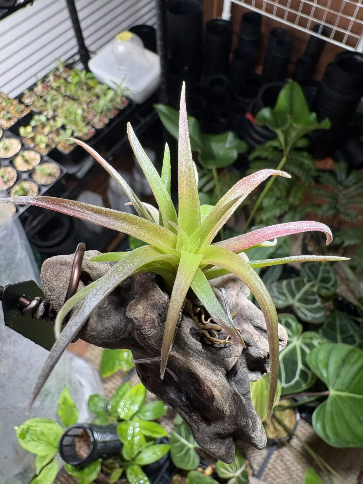 ティランジア　ハリシー×（ブラキカウロス×キセログラフィカ）