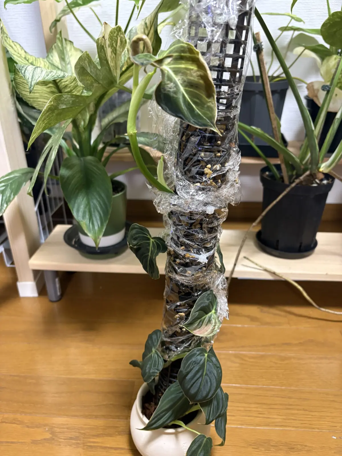 フィロデンドロン メラノクリサム 肥料あげた経過