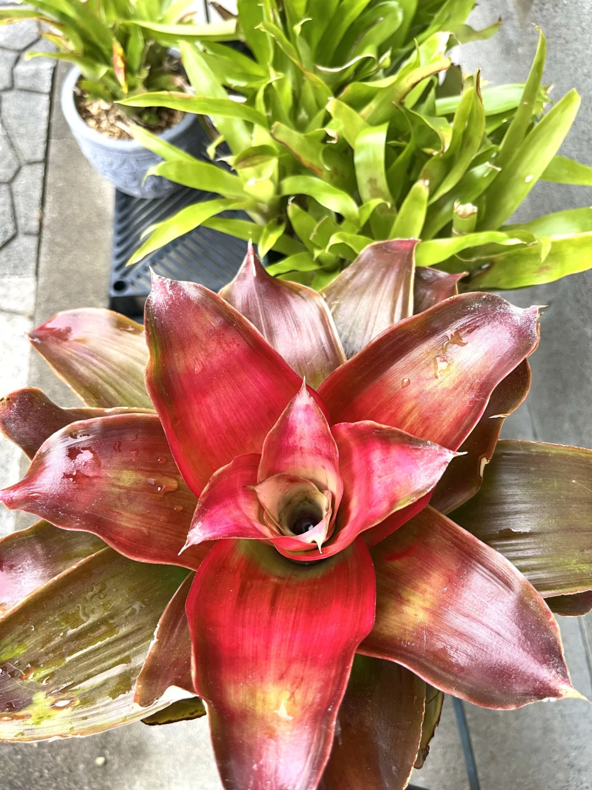 ネオレゲリア　メデューサ