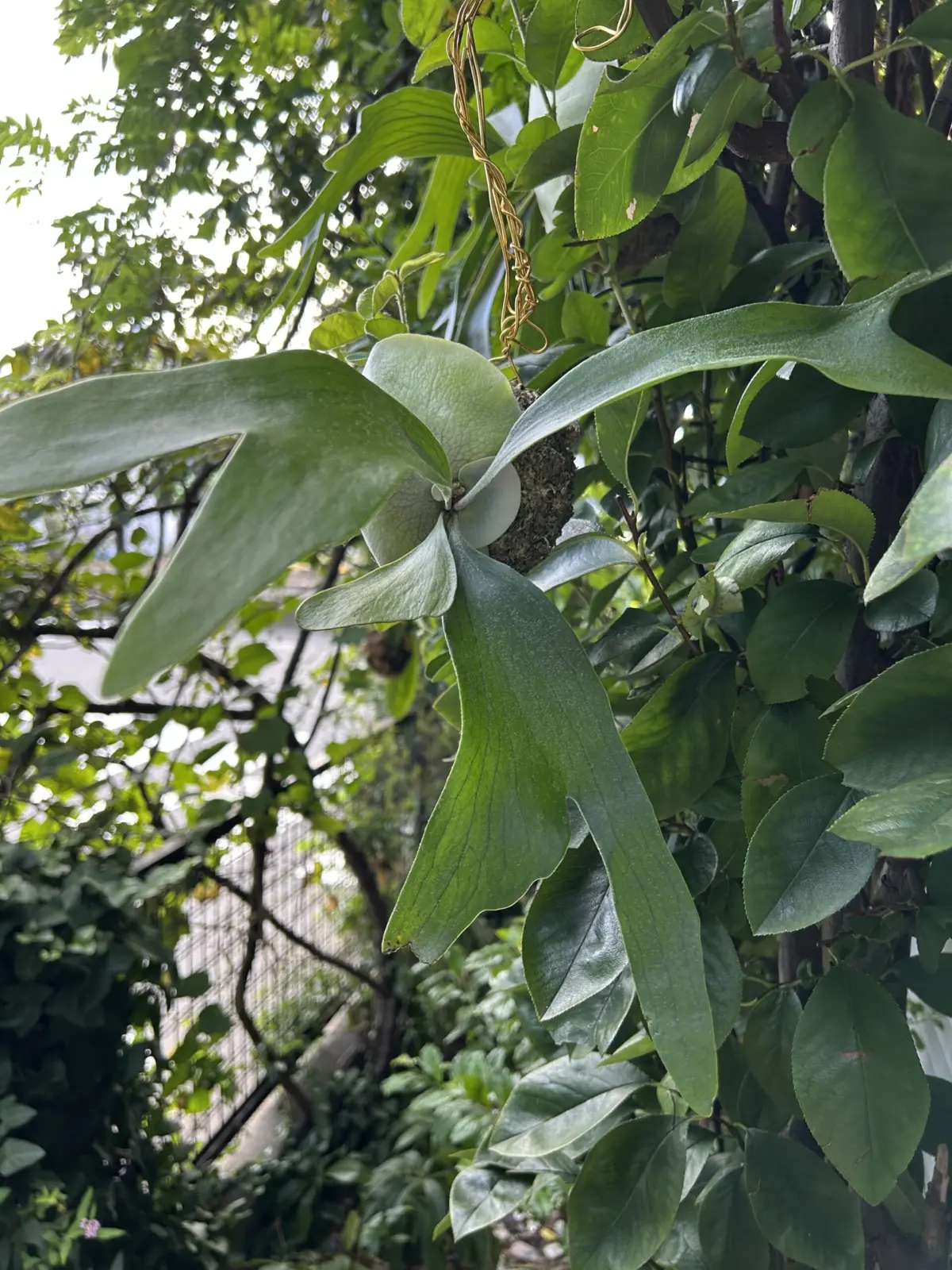 ビカクシダ　ネザーランド