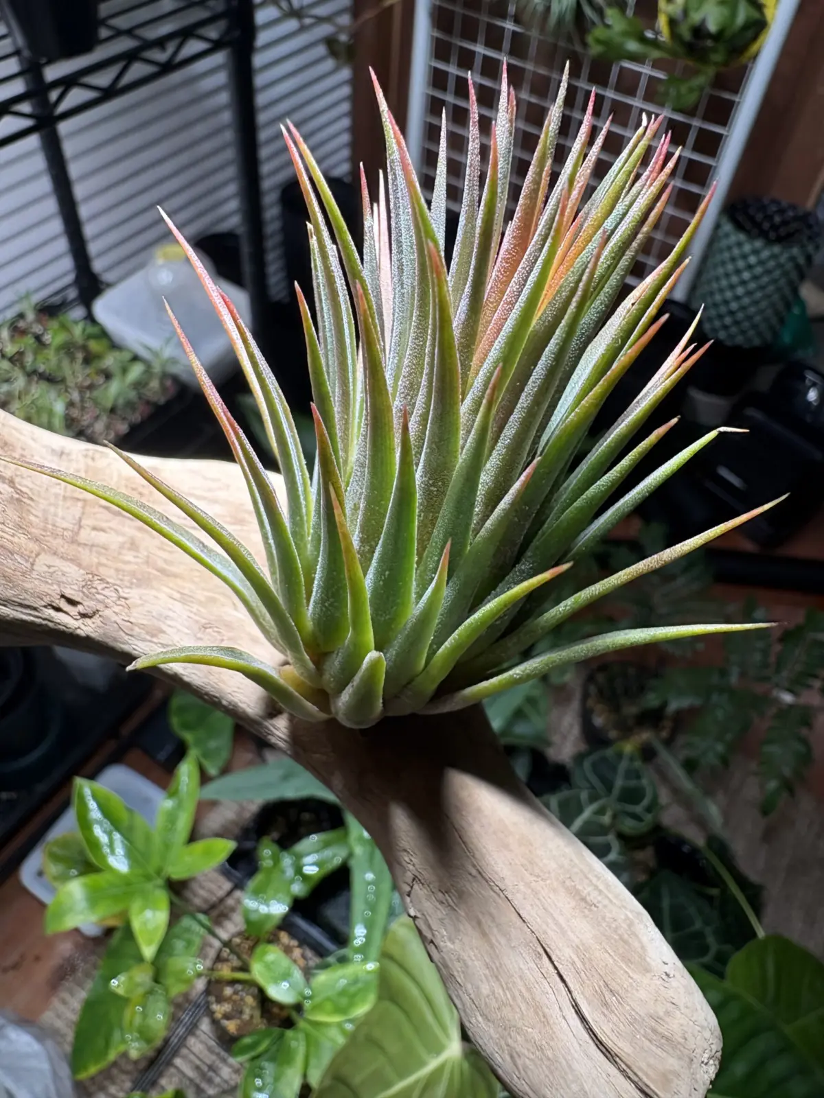 ティランジア　イオナンタ　ビッググリーンマッチョ