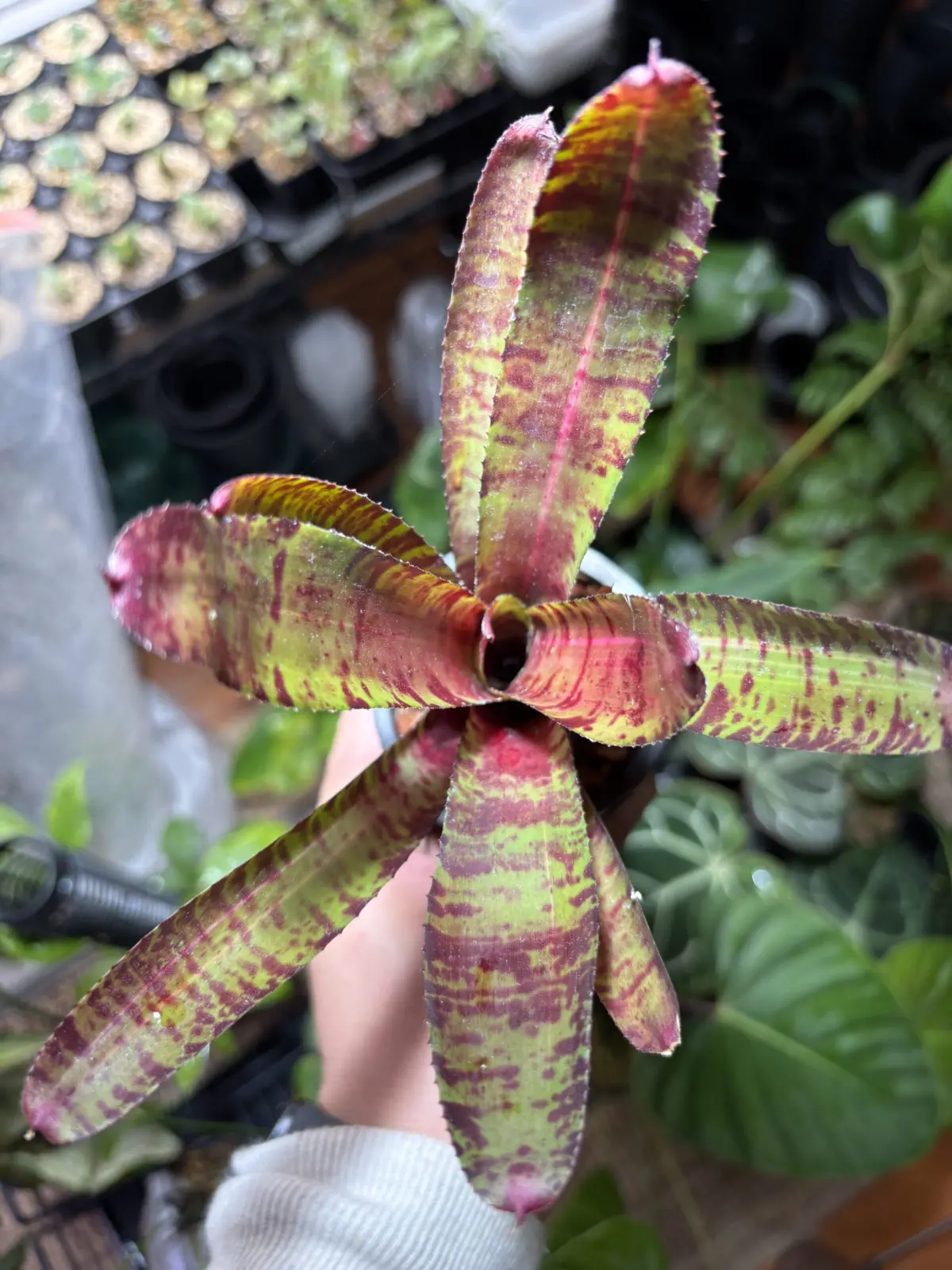 ネオレゲリア　パルマレス　斑抜け