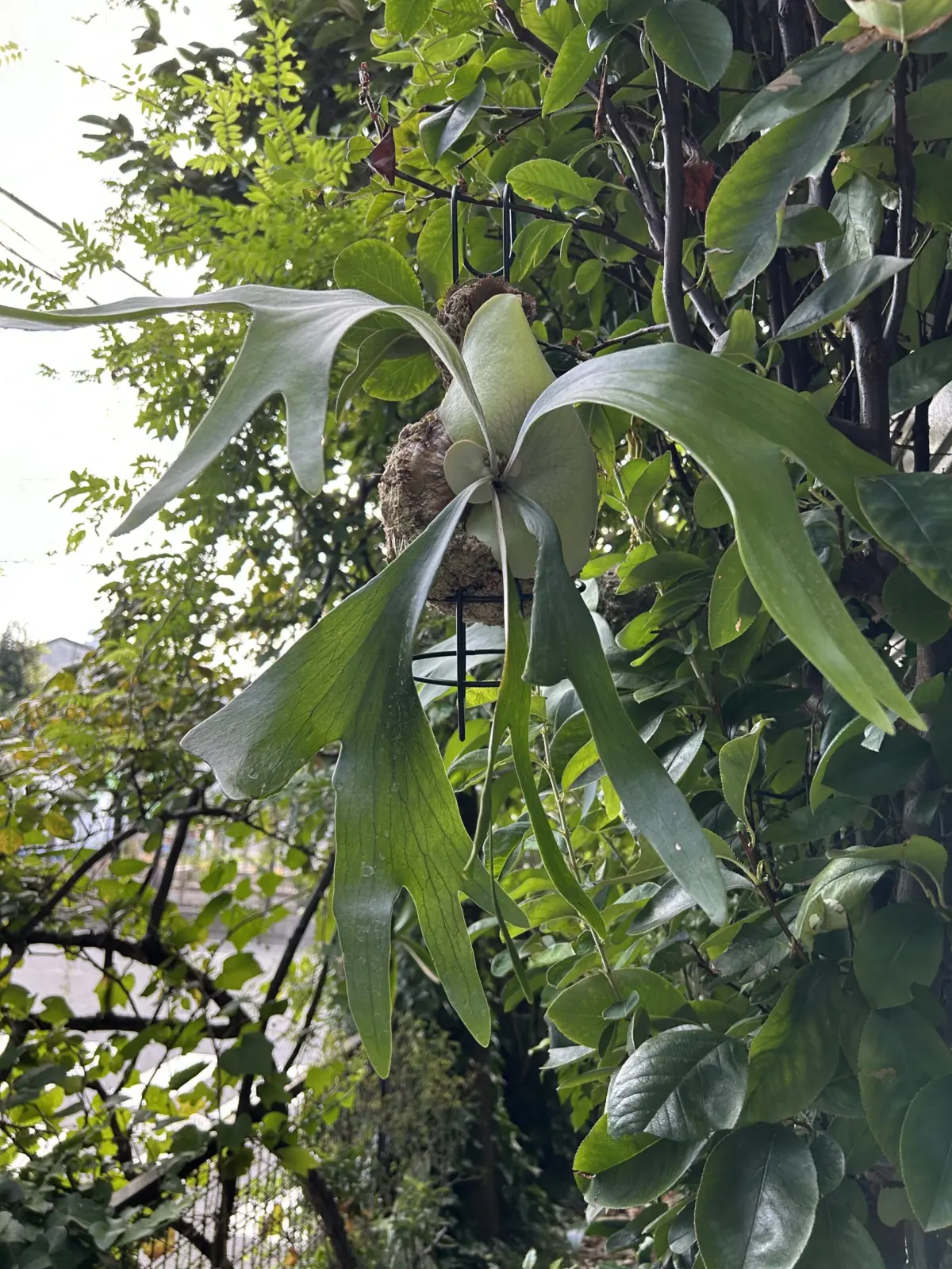 ビカクシダ　ネザーランド　苔玉大