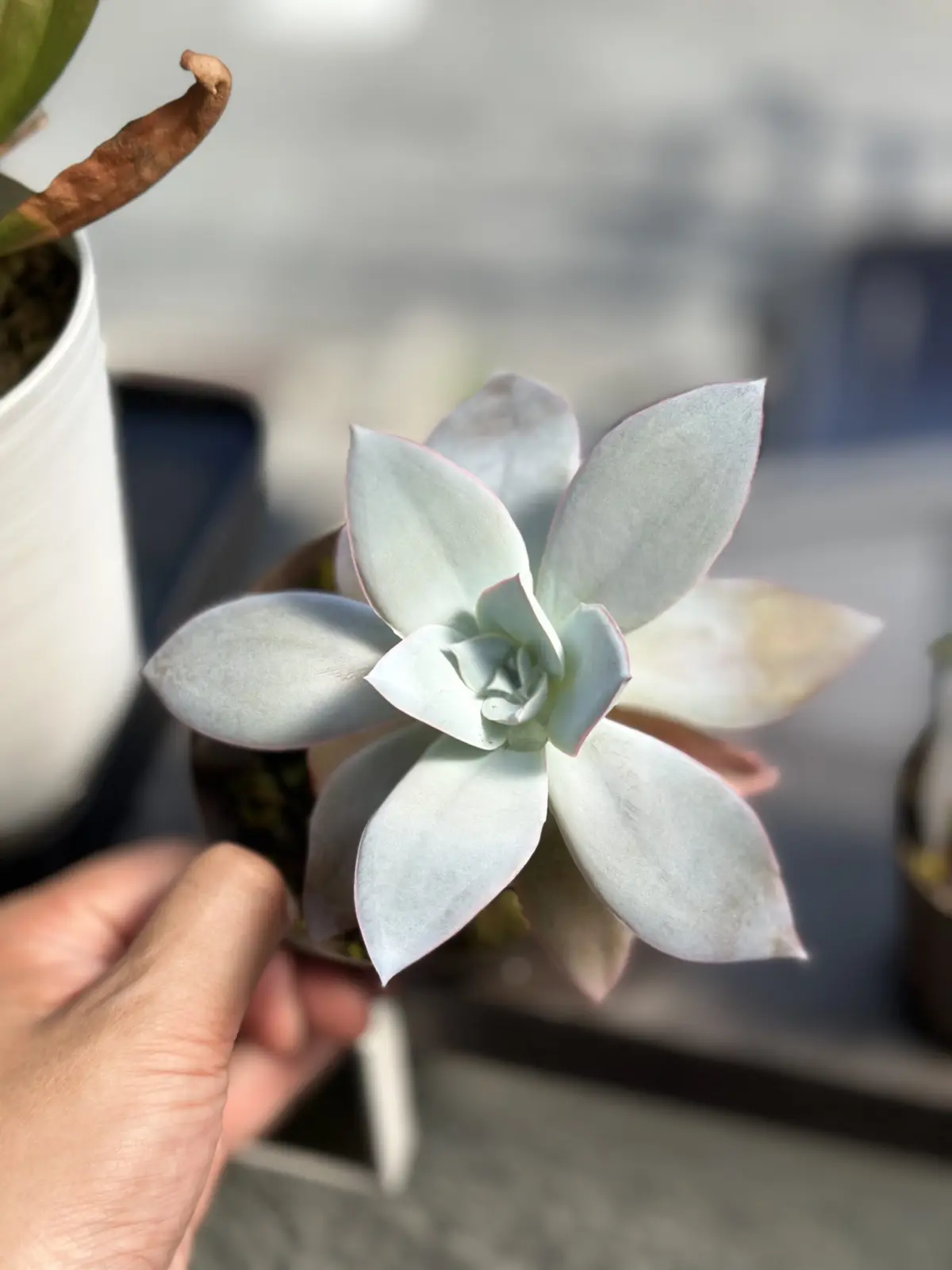 多肉植物 エケベリア カンテ