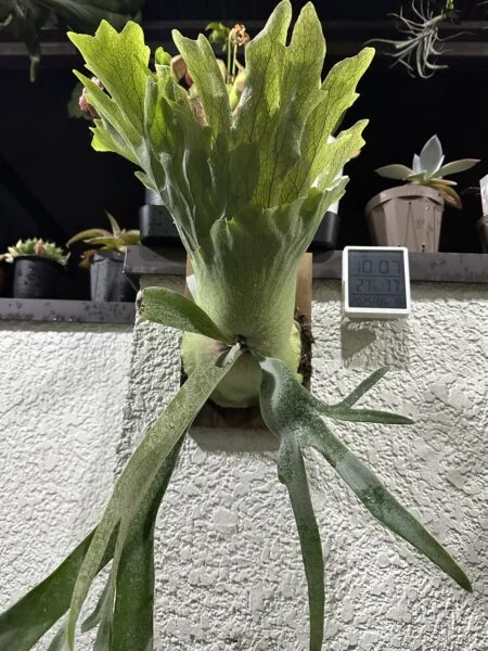 ビカクシダ ウィリンキー