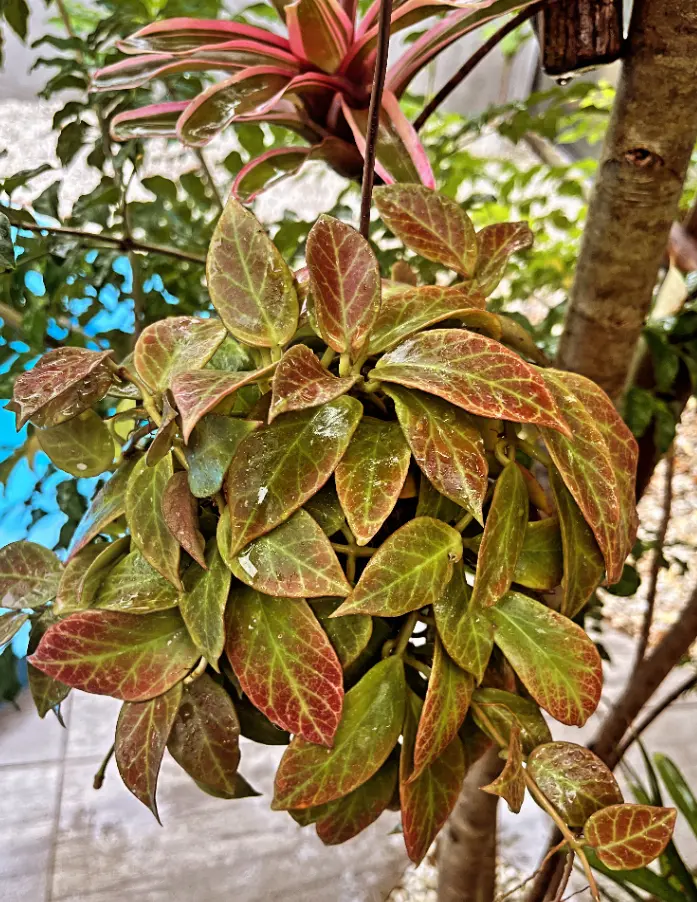 ホヤ　オブスクラ