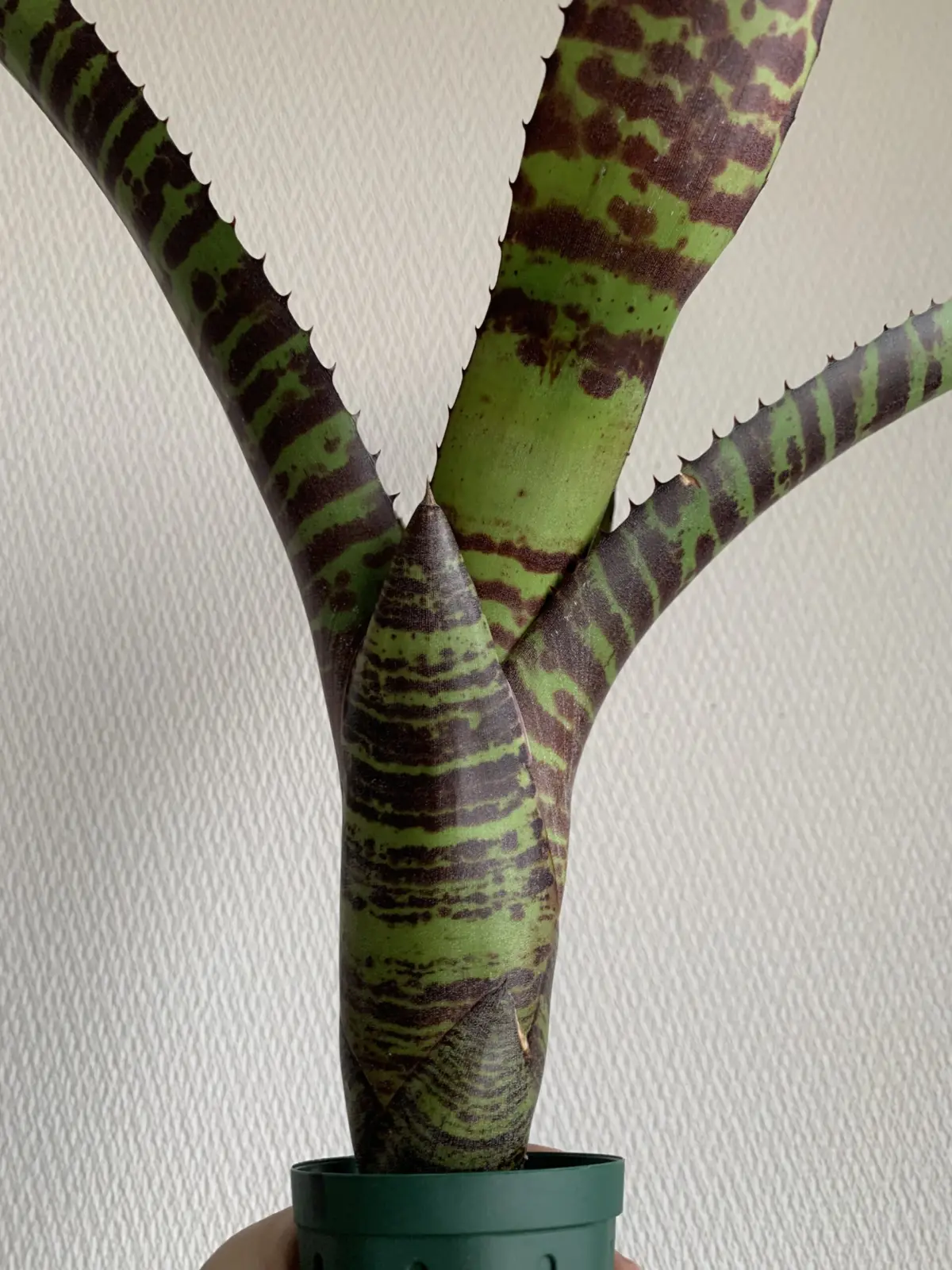 ネオレゲリア　ハンニバルレクター