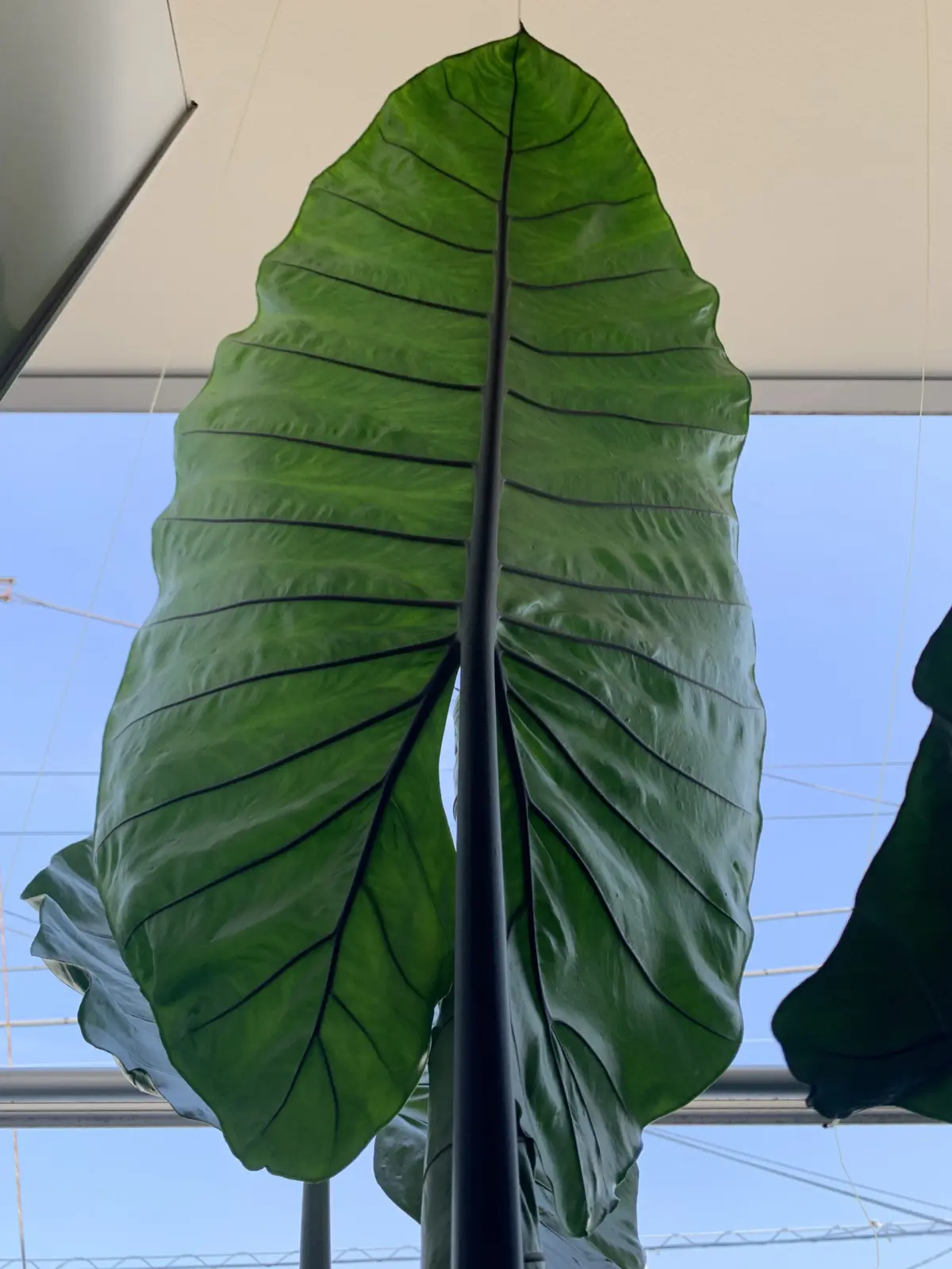 アロカシア　ブラックステム