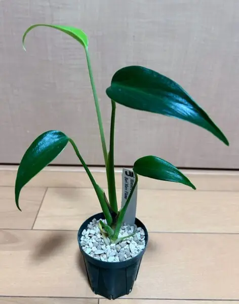 モンステラ バールマルクスフレーム